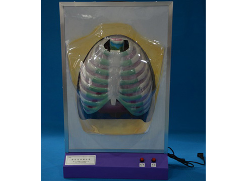 膈肌運(yùn)動模擬器