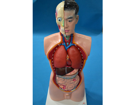 頭、頸、軀干模型