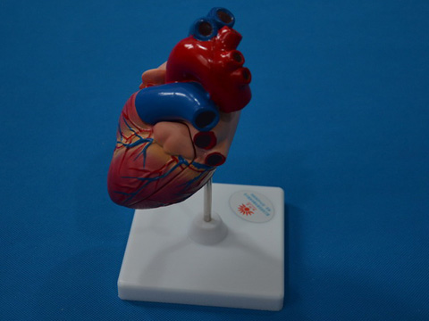 心臟解剖模型